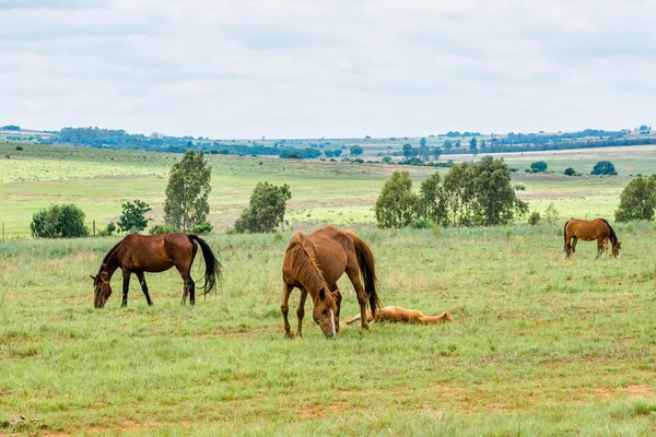 Horses, South Africa. November 2014. — Stock Photo, Image