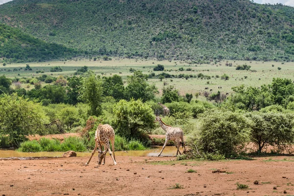 Giraffe. Pilanesberg national park. South Africa. December 7, 2014 — Stock Photo, Image