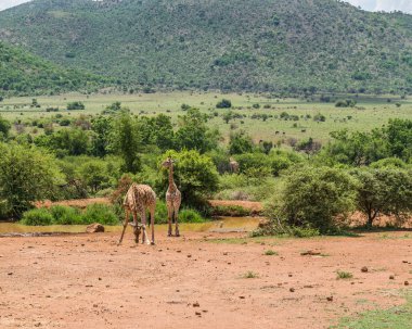 Zürafa. Pilanesberg ulusal park. Güney Afrika. 7 Aralık 2014