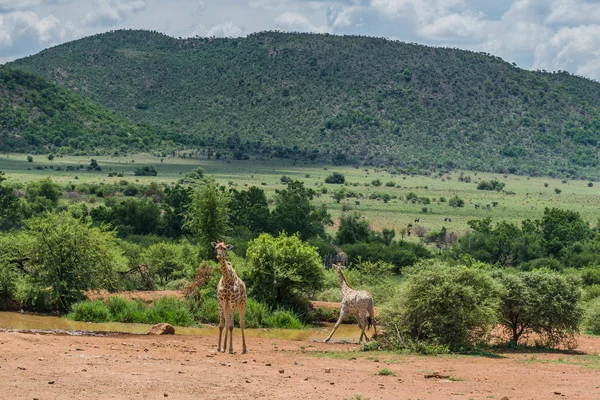 Zürafa. Pilanesberg ulusal park. Güney Afrika. 7 Aralık 2014 — Stok fotoğraf