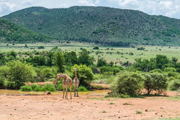 Girafe. Parc national du Pilanesberg. Afrique du Sud. 7 décembre 2014 — Photo