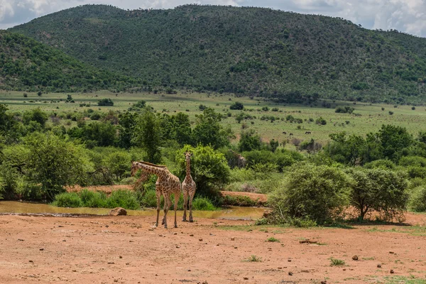 Giraffe. Pilanesberg Nationaalpark. Zuid-Afrika. 7 december 2014 — Stockfoto