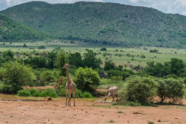 Giraffe. Pilanesberg Nationaalpark. Zuid-Afrika. 7 december 2014 — Stockfoto