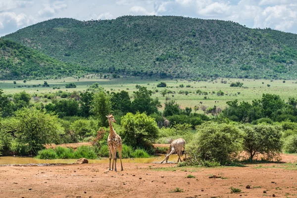 Giraffe. Pilanesberg national park. South Africa. December 7, 2014 — Stock Photo, Image