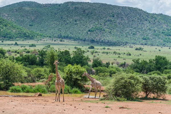 Giraffe. Pilanesberg Nationaalpark. Zuid-Afrika. 7 december 2014 — Stockfoto