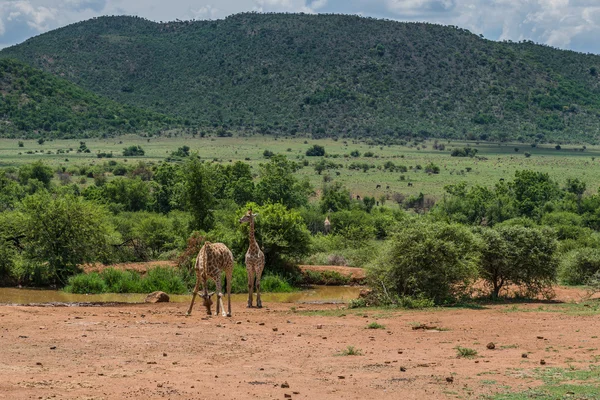 Giraffe. Pilanesberg national park. South Africa. December 7, 2014 — Stock Photo, Image