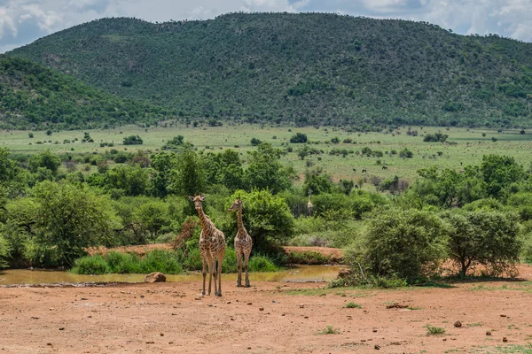 Giraffe. Pilanesberg national park. South Africa. December 7, 2014 — Stock Photo, Image