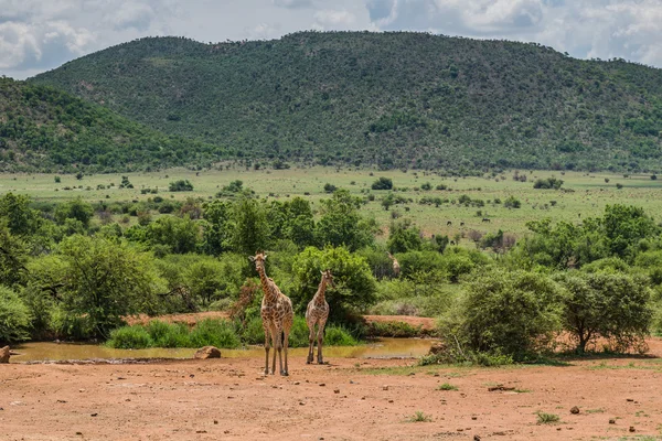 Jirafa. Parque Nacional Pilanesberg. Sudáfrica. 7 de diciembre de 2014 — Foto de Stock