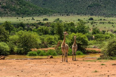 Zürafa. Pilanesberg ulusal park. Güney Afrika. 7 Aralık 2014