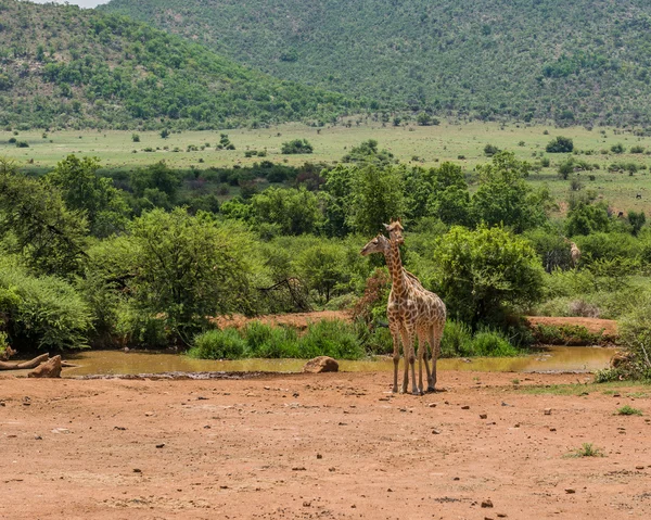Jirafa. Parque Nacional Pilanesberg. Sudáfrica. 7 de diciembre de 2014 —  Fotos de Stock