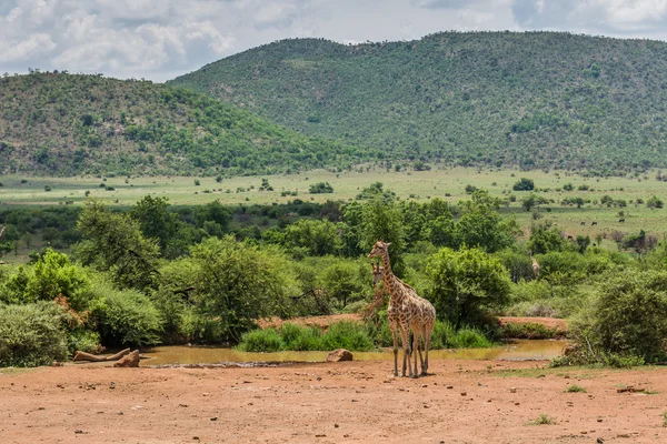 Giraffe. Pilanesberg Nationaalpark. Zuid-Afrika. 7 december 2014 — Stockfoto