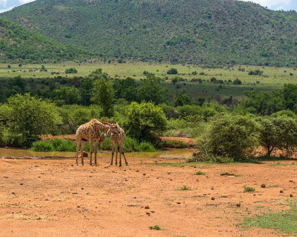 Jirafa. Parque Nacional Pilanesberg. Sudáfrica. 7 de diciembre de 2014 — Foto de Stock