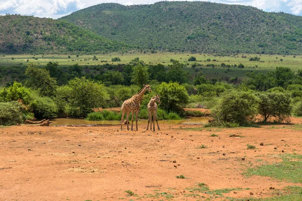 Giraffe. Pilanesberg national park. South Africa. December 7, 2014 — Stock Photo, Image