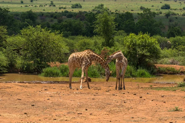 Giraffa. Parco nazionale di Pilanesberg. Sud Africa. dicembre 7, 2014 — Foto Stock