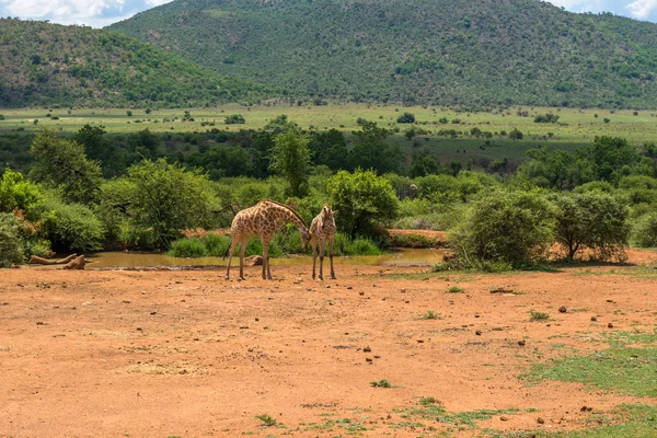 Girafe. Parc national du Pilanesberg. Afrique du Sud. 7 décembre 2014 — Photo