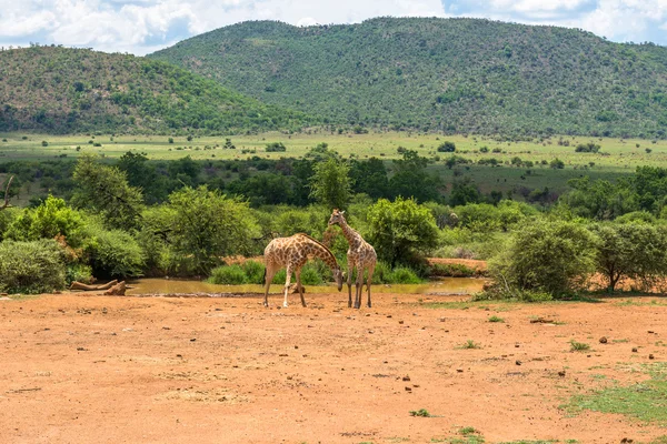 Girafe. Parc national du Pilanesberg. Afrique du Sud. 7 décembre 2014 — Photo