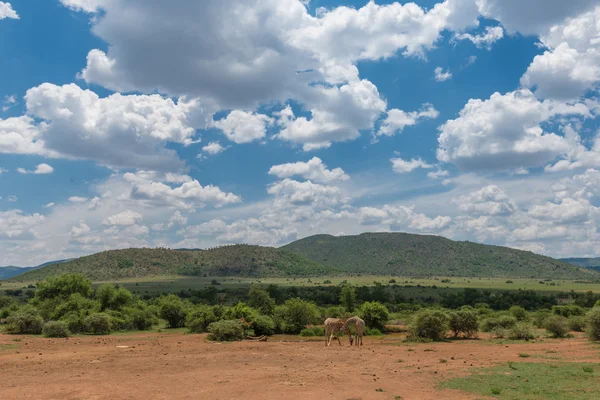 Żyrafa. Pilanesberg national park. Republika Południowej Afryki. 7 grudnia 2014 — Zdjęcie stockowe