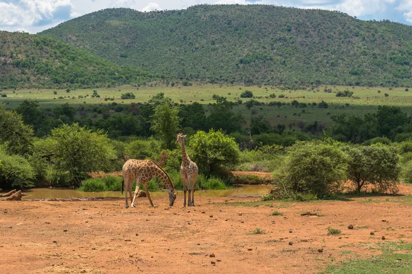 Giraffe. Pilanesberg national park. South Africa. December 7, 2014 — Stock Photo, Image