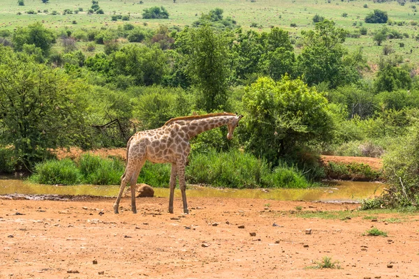 Giraffe. Pilanesberg Nationaalpark. Zuid-Afrika. 7 december 2014 — Stockfoto