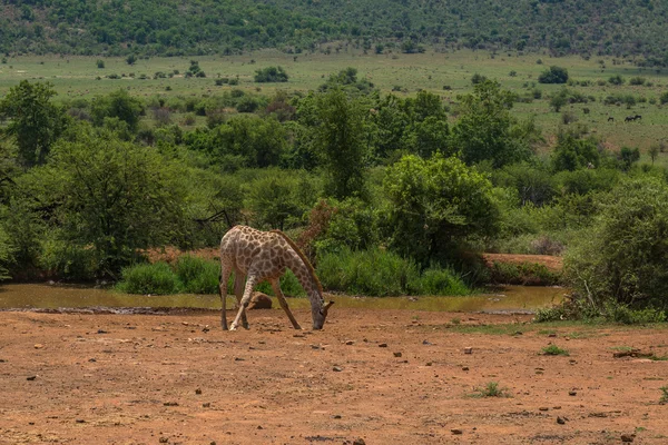 Καμηλοπάρδαλη. Pilanesberg εθνικό πάρκο. Νότια Αφρική. 7 Δεκεμβρίου 2014 — Φωτογραφία Αρχείου