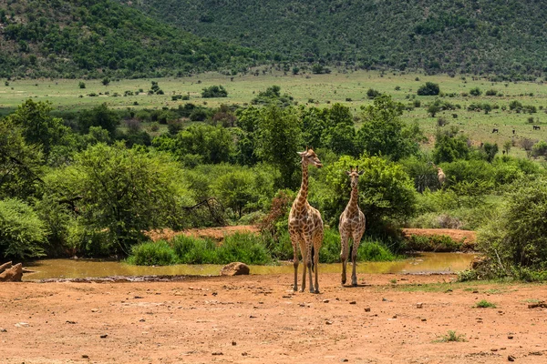 Giraffe. pilanesberg. Südafrika. 7. Dezember 2014 — Stockfoto