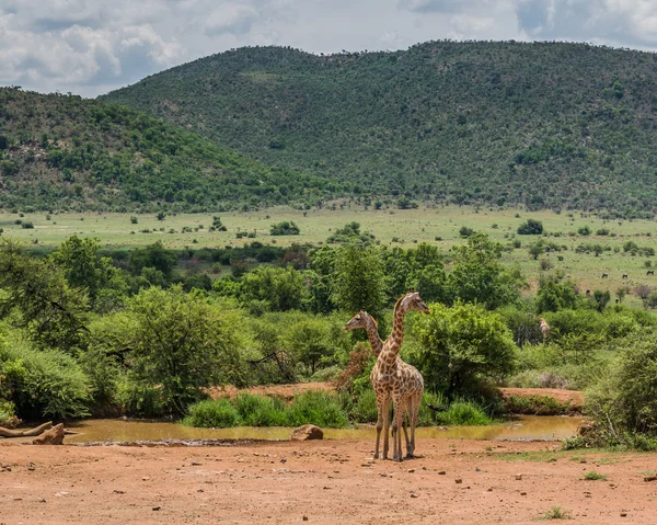 Giraffe. Pilanesberg Nationaalpark. Zuid-Afrika. 7 december 2014 — Stockfoto