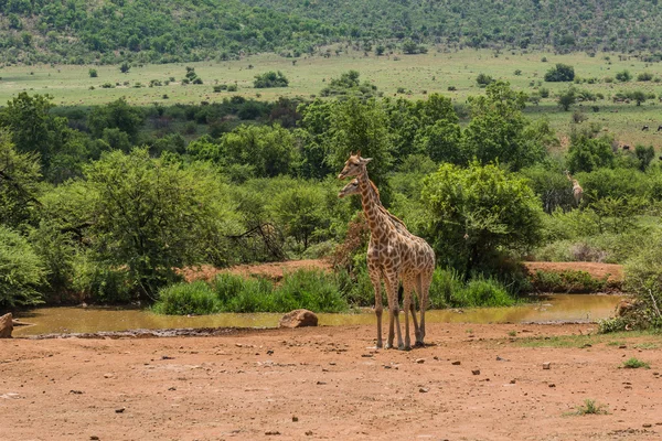 Giraffe. Pilanesberg Nationaalpark. Zuid-Afrika. 7 december 2014 — Stockfoto