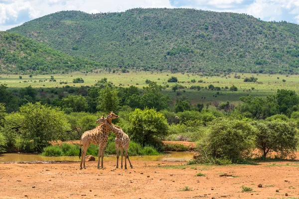 Jirafa. Parque Nacional Pilanesberg. Sudáfrica. 7 de diciembre de 2014 — Foto de Stock