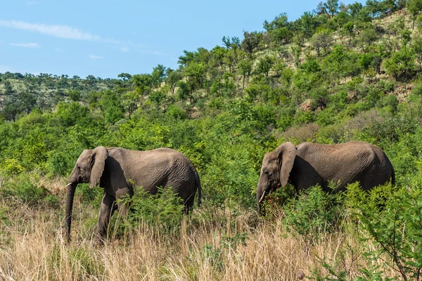 Elefantes. Parque Nacional Pilanesberg. África do Sul. 7 de dezembro de 2014 — Fotografia de Stock