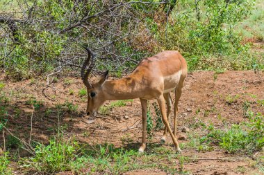 Impala, Pilanesberg ulusal park. Güney Afrika. 7 Aralık 2014
