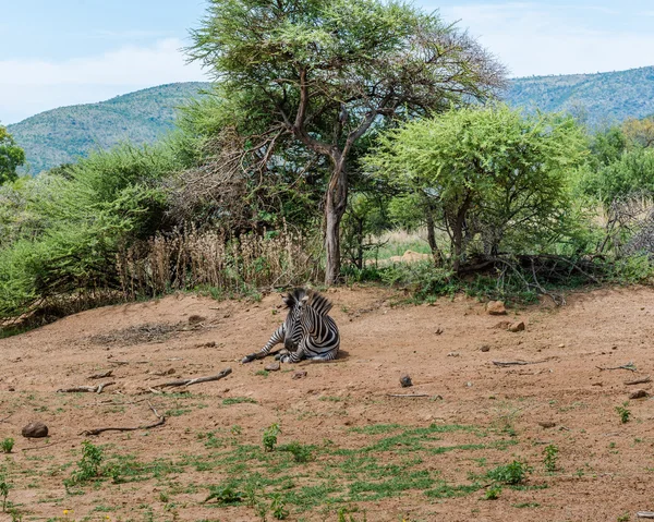 Zebras. Pilanesberg national park. South Africa. December 7, 2014 — Stock Photo, Image