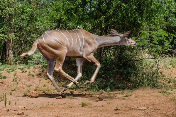 Kudu. Parque Nacional Pilanesberg. África do Sul. 7 de dezembro de 2014 — Fotografia de Stock