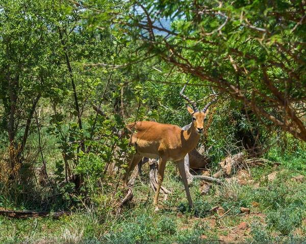 Impala, Pilanesberg national park. Jihoafrická republika. 7. prosince 2014 — Stock fotografie