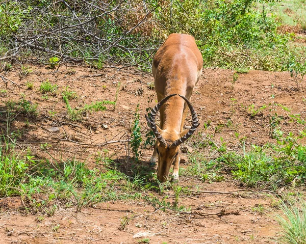 Impala, parque nacional de Pilanesberg. África do Sul. 7 de dezembro de 2014 — Fotografia de Stock