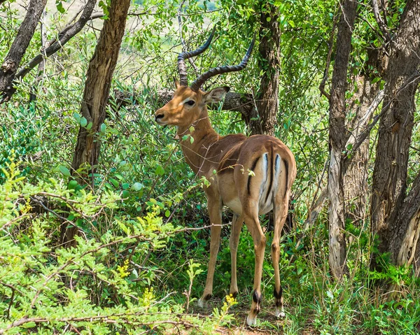 Impala, parque nacional de Pilanesberg. África do Sul. 7 de dezembro de 2014 — Fotografia de Stock