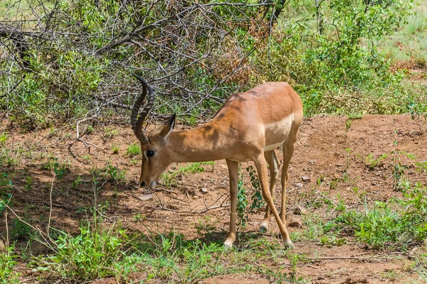 Impala, parque nacional de Pilanesberg. África do Sul. 7 de dezembro de 2014 — Fotografia de Stock