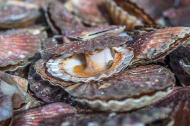 Tarak, deniz ürünleri Atlantik Okyanusu. Fransa. Kasım 2014