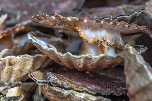 Scallops, seafood Atlantic Ocean. France. November 2014 — Stock Photo, Image