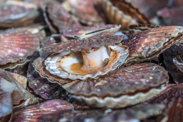 Tarak, deniz ürünleri Atlantik Okyanusu. Fransa. Kasım 2014