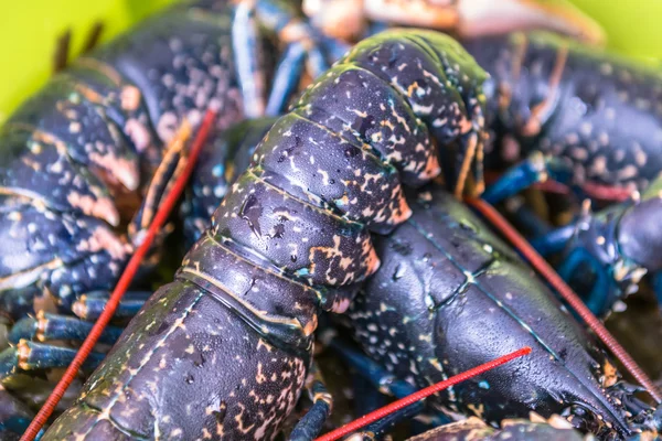 Lobster, seafood Atlantic Ocean. France. November 2014 — Stock Photo, Image