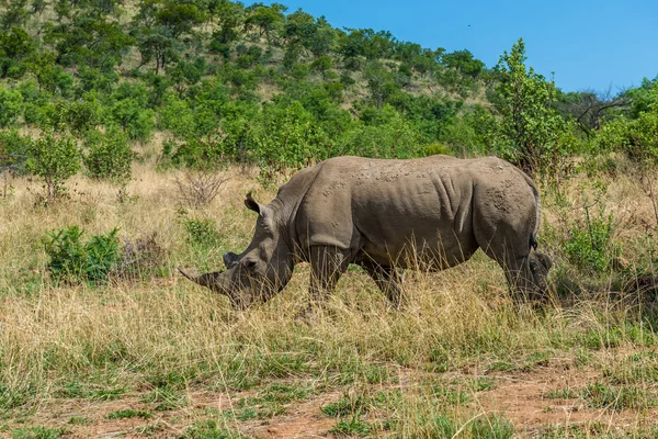 Rhinoceros — Stock Photo, Image