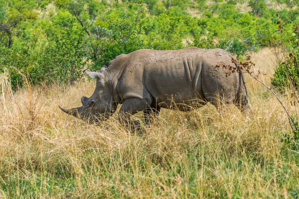 Rhinoceros — Stock Photo, Image