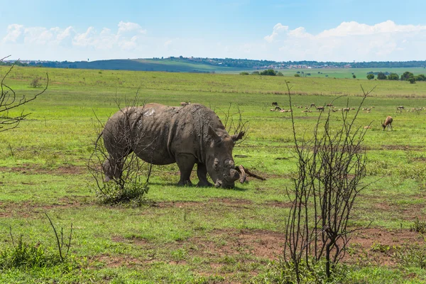 Rhinoceros — Stock Photo, Image