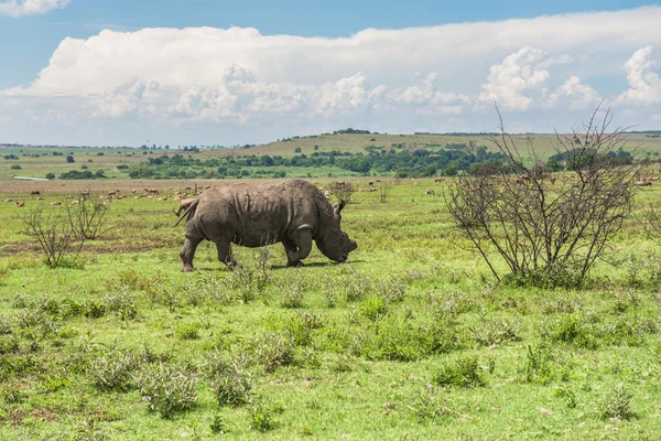 Rhinoceros — Stock Photo, Image