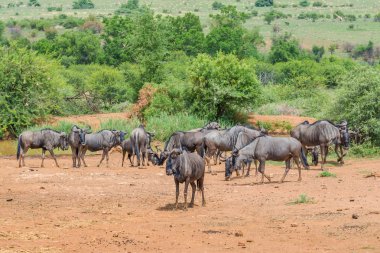 Manda, Pilanesberg ulusal park. Güney Afrika.