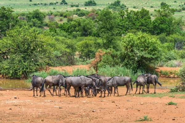 GNU, Pilanesberg national park. Republika Południowej Afryki. — Zdjęcie stockowe