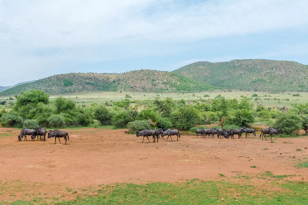 Wildebeest, Parque Nacional Pilanesberg. Sudafrica . — Foto de Stock