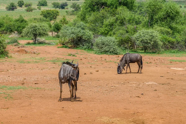 Wildebeest, Pilanesberg national park. South Africa. — Stock Photo, Image