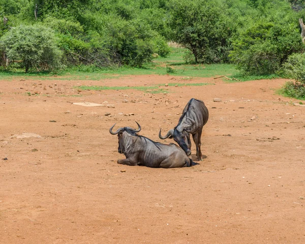 Wildebeest, Pilanesberg national park. Sydafrika. — Stockfoto