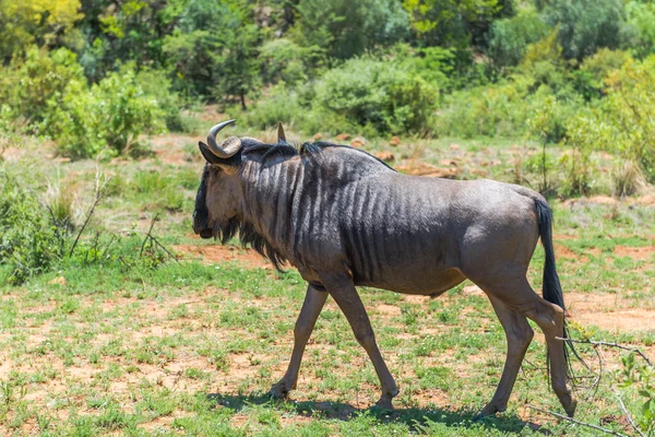 Wildebeest, parque nacional de Pilanesberg. África do Sul . — Fotografia de Stock